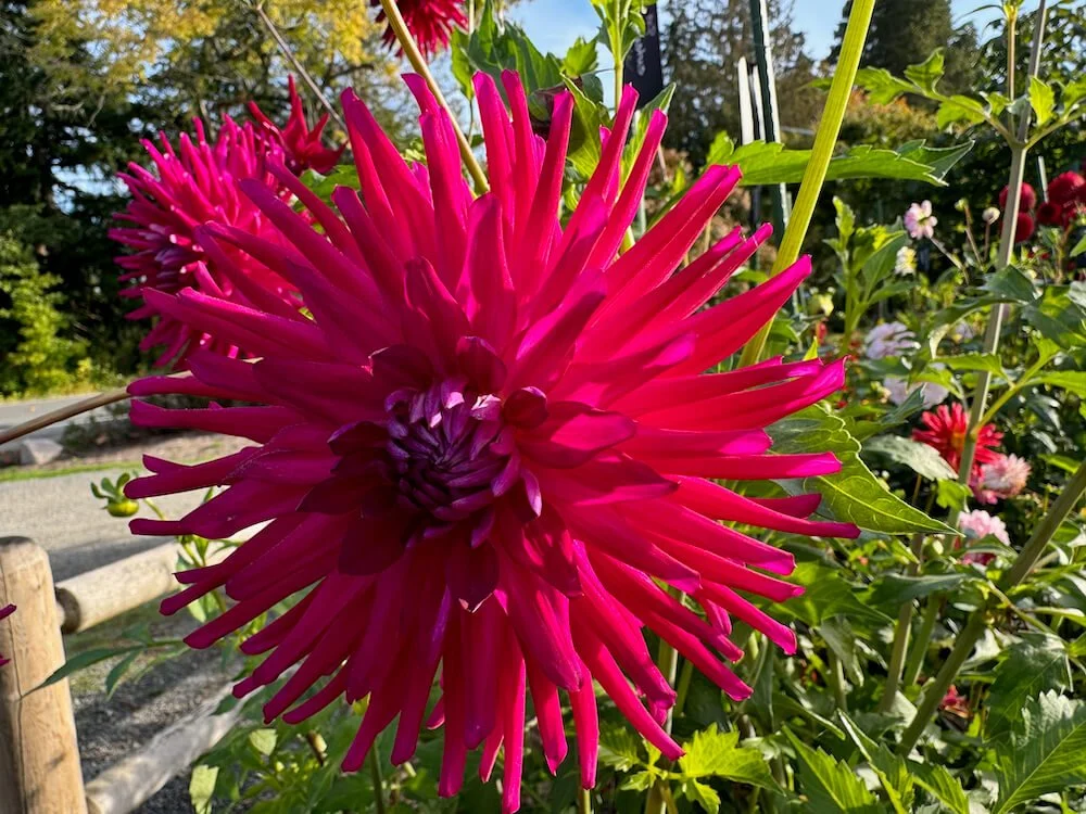 Dahlia 'AC MP' (AC MP Dahlia) — Northwest Blooms
